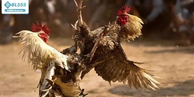 Campuchia kinh đô của những chiến kê xuất sắc