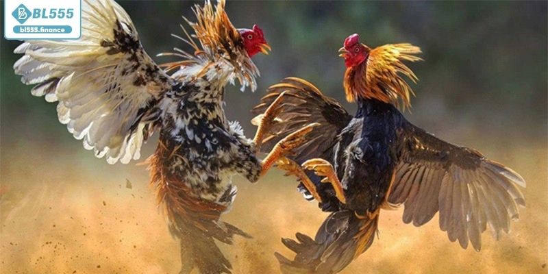 Đa dạng trong hình thức thi đấu đá gà philippine Đa dạng trong hình thức thi đấu đá gà philippine