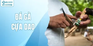 Đá Gà Cựa Dao – Xem Kèo Chiến Kê Kịch Tính Trực Tuyến