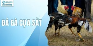 Đá Gà Cựa Sắt - Xem Trực Tiếp Thomo Campuchia Hôm Nay