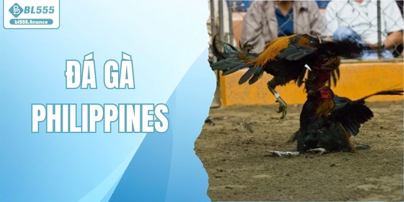 Đá Gà Philippines - Luật Chơi Và Kinh Nghiệm Cho Hội Viên