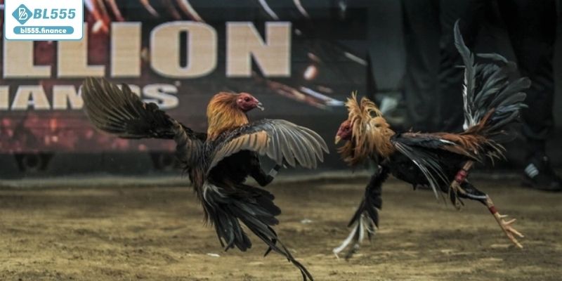 Khám phá các giống gà chiến chất lượng cao Khám phá các giống gà chiến chất lượng cao