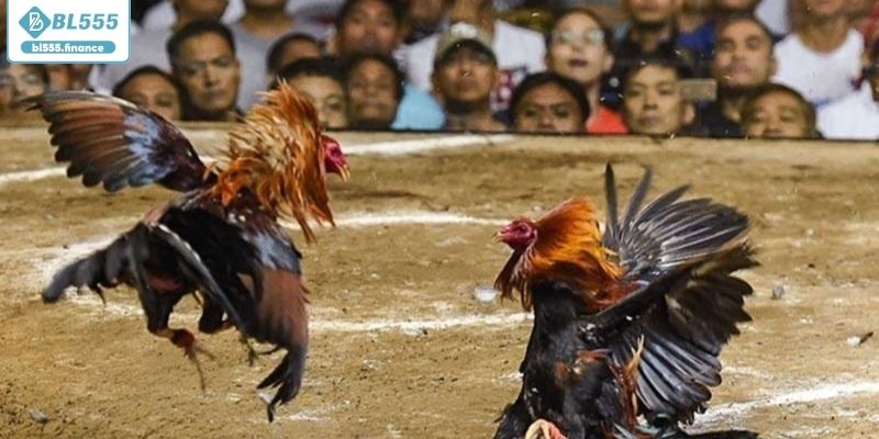 Khám phá những điều cần biết về đá gà cựa sắt