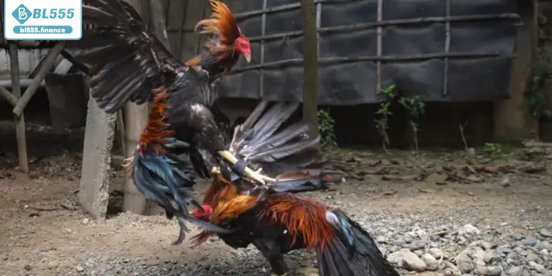 Kỹ năng đánh giá phong độ chiến kê cực chuẩn