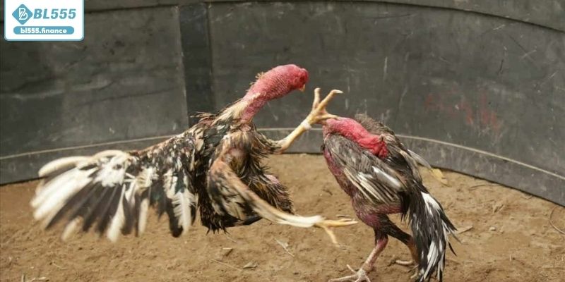 Lịch sử đá gà Philippines qua các thời kỳ Lịch sử đá gà Philippines qua các thời kỳ