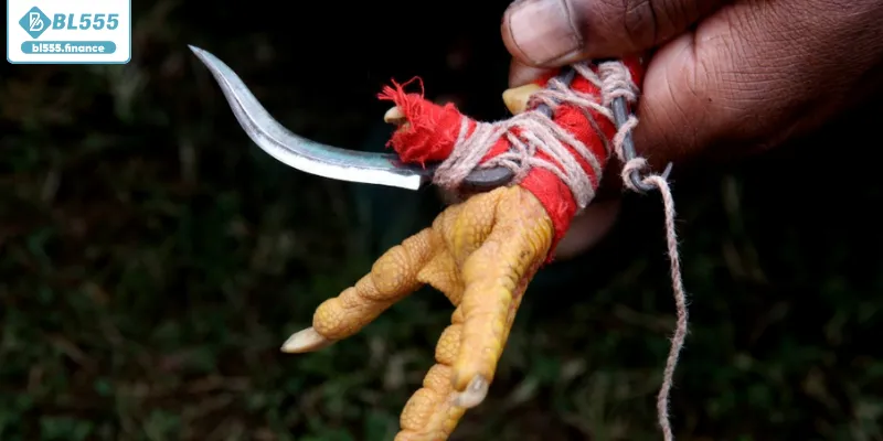 Trận đấu chiến kê kịch tính với vũ khí khủng Trận đấu chiến kê kịch tính với vũ khí khủng