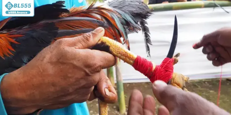 Tuyệt chiêu soi kèo gà cựa dao mang lại chiến thắng Tuyệt chiêu soi kèo gà cựa dao mang lại chiến thắng